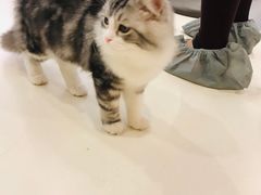 -飞行喵MR PILOT|猫舍·猫咖(静安大融城店)