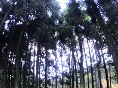 -玉苍山国家森林公园