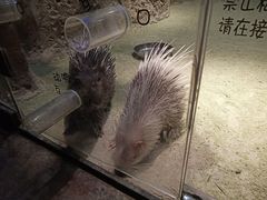 -zoonana室内动物园(东方福来德店)
