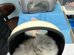 -纳吉亚猫专科动物诊疗中心(蒋宅口分院)