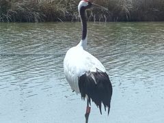 -盐城丹顶鹤湿地生态旅游区