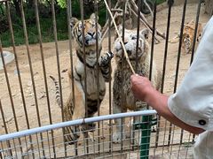 -青岛森林野生动物世界