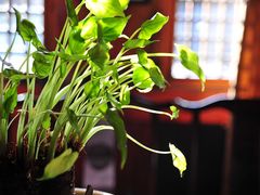 DSC_9120-神舟古船茶餐厅