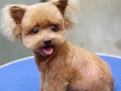 -PETKIT小佩宠物·低压洗护(国顺东路店)