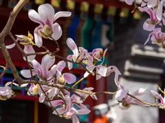 -北京颐和宾馆
