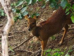 -北京麋鹿生态实验中心