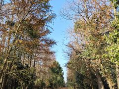 -上海海湾国家森林公园