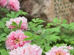 -洛阳市隋唐城遗址植物园