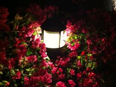 IMG_2624-三亚亚龙湾凯莱仙人掌度假酒店