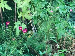 -昆山城市生态森林公园