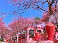 -东湖磨山景区樱花园-停车场