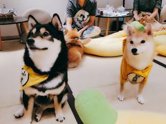 -逗柴咖啡屋·狗咖猫咖宠物桌游