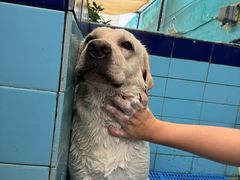-趣玩宠物乐园寄养训犬训狗游泳池