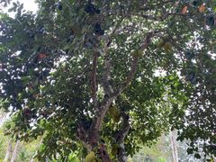 -中国科学院西双版纳热带植物园