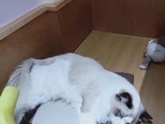 -滚猫咖啡·猫咖·猫友好撸猫(未来城店)