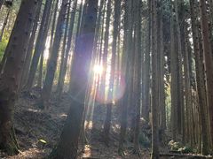 -武陵山森林公园