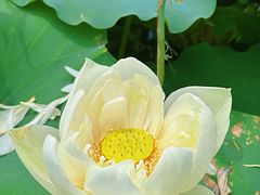 -厦门园林博览苑
