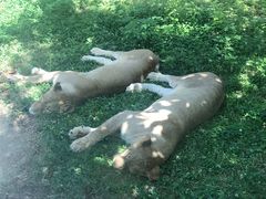 -西安秦岭野生动物园