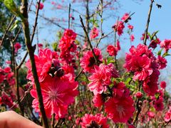 -广州莲花山旅游区