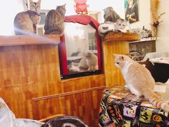 -猫色咖啡·猫咖