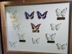 -上海昆虫博物馆