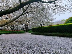 -武汉大学-樱园
