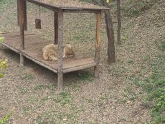 -石家庄市动物园