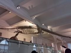 -美国自然历史博物馆