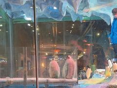 -帝企鹅自助餐厅•儿童岛•真企鹅(长隆企鹅酒店)