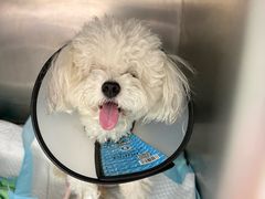 -心仪动物医院·牙专科·肿瘤·心脏科(西客站院)