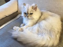 -猫大福·Fortune Cat猫舍(百子湾店)