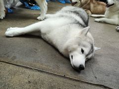 -TrueLove @ Neverland (Husky Cafe)