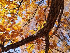 -乌兰布统景区-白桦林