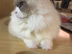 -猫和宫(六道口店)