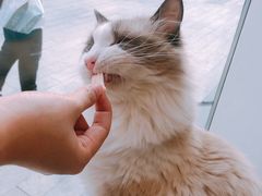 -飞行喵MR PILOT|猫舍·猫咖(静安大融城店)