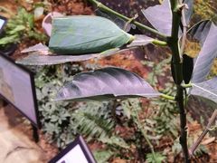 -正佳雨林生态植物园
