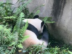 -中国大熊猫保护研究中心雅安碧峰峡基地