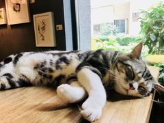 -咖法森林·咖啡  酒吧(天河店)