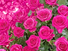 -新世界大丸百货