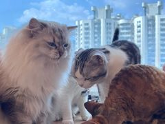 -有喵·猫咖·狗咖·30几只猫10只小狗(岗厦店)