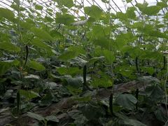 -万源龙顺度假庄园生态观光园