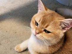 -泰国佛·塔罗·泰牌狐仙古曼