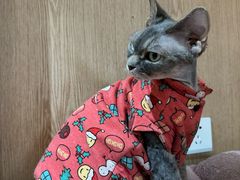 -MOCHA明星猫咖(田子坊店)