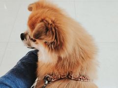 -康旭宠物医院(郑州总院)