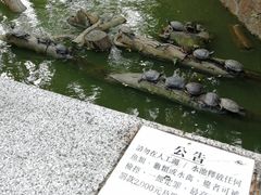-九龙公园