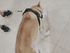 -宠福鑫动物医院·动物疾病诊疗中心(天通苑店)