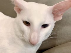 -飞行喵MR PILOT|猫舍·猫咖(静安大融城店)