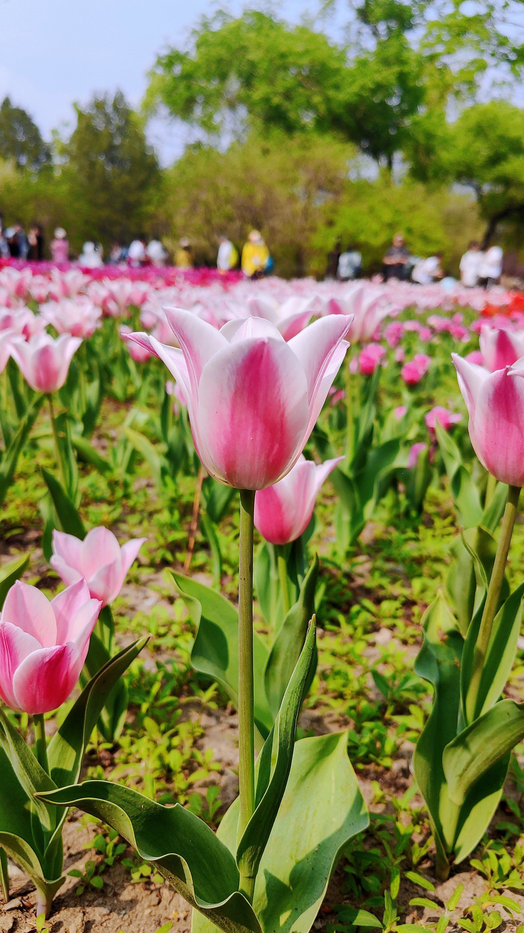 国家植物园百花开放 郁金香花海美极了