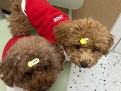 -瑞派康怡24h宠物医院·犬猫医疗中心·微创绝育(瑞景分院)