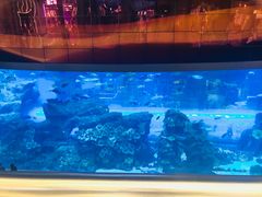 -迪拜水族馆及水下动物园
